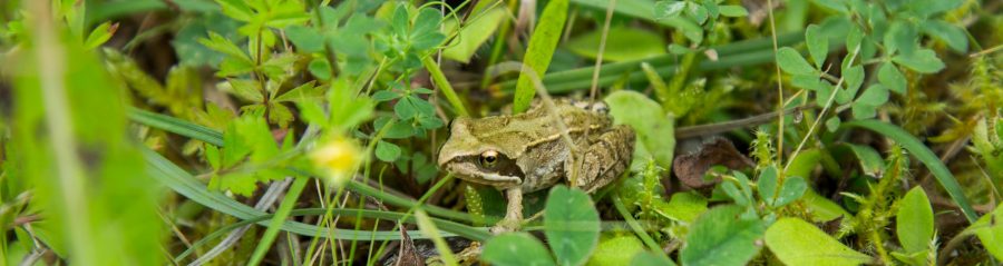Biodiversity in Wienerberger's Sustainability Roadmap 2020.